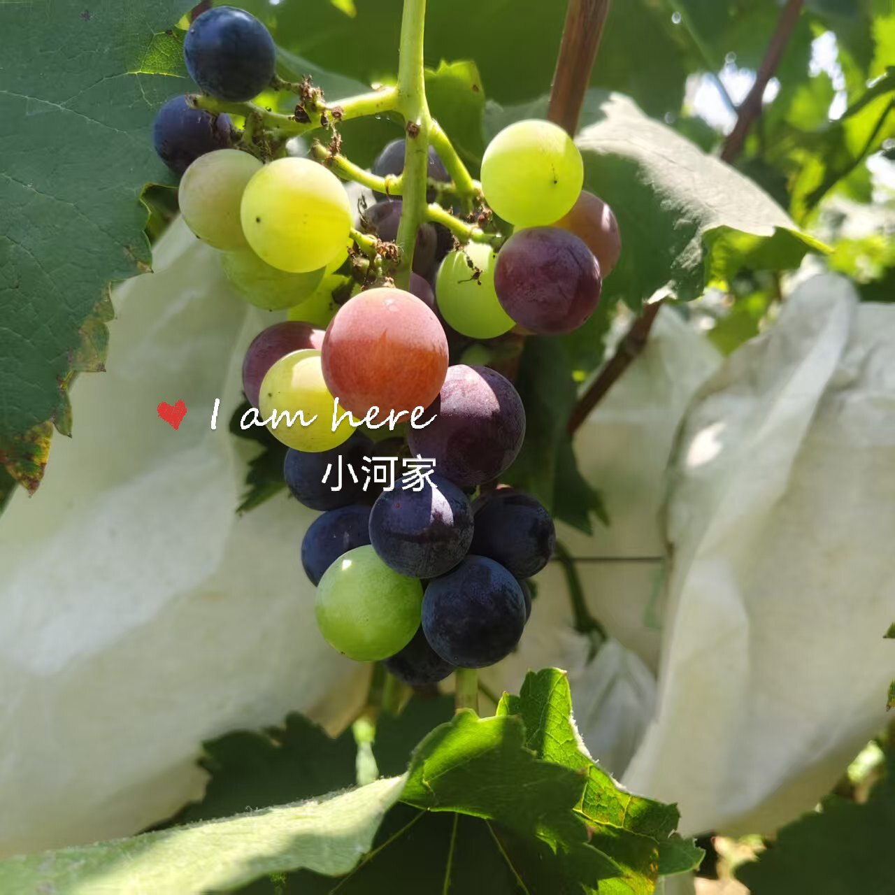 葡萄新鲜现摘无催熟无膨大药剂高品质葡萄孕妇水果空运包邮