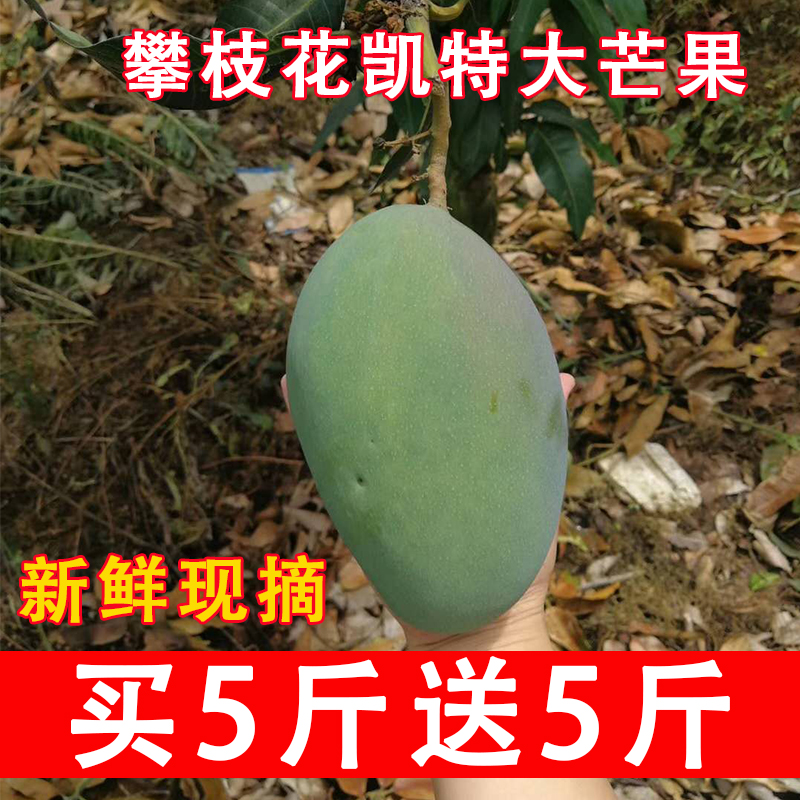 攀枝花凱特大芒果新鮮整箱四川特大青芒果10斤當季水果批發包郵