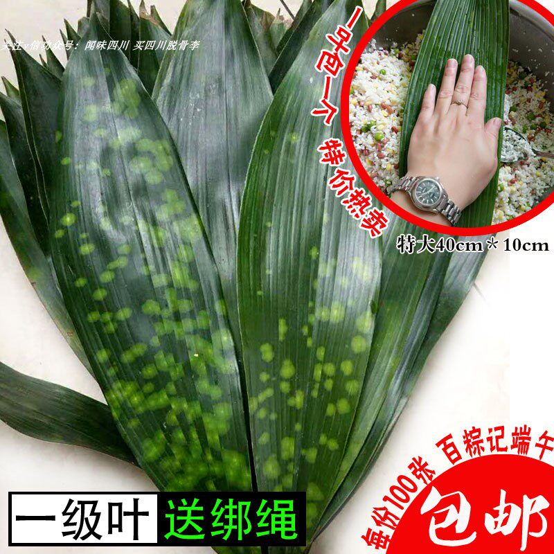 特产四川花粽叶子云南一叶兰包邮热卖现摘新鲜非箬叶芦苇叶粽子叶