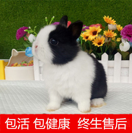 Pets Dwarf rabbit living thing Mini Thoroughbred Lop Not very small-scale Water hyacinth Begonia Cat Rabbit teacupin the Pet/Pet food and supplies , Rabbits and supplies , Rabbit  category - from Buy2taobao.com to provide professional Taobao agent buy service