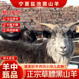 正宗宁夏盐池跑滩草膘黑山羊新鲜现杀整只全羊肉质紧实宁夏滩羊肉