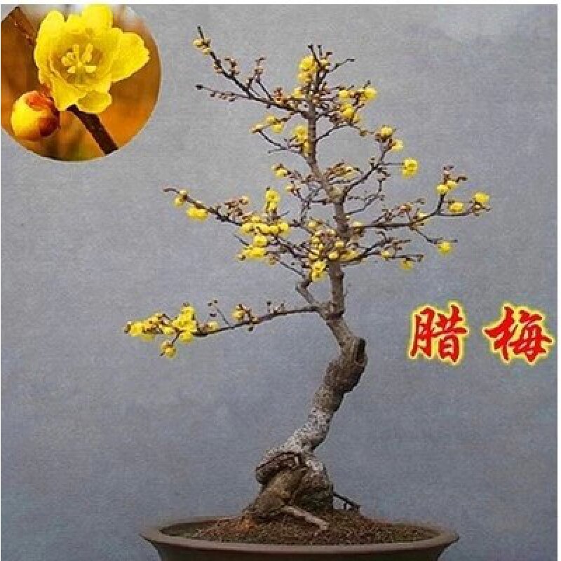 庭院花卉 腊梅 红梅 乌梅 绿梅 白梅 素心腊梅树苗梅花盆景树桩