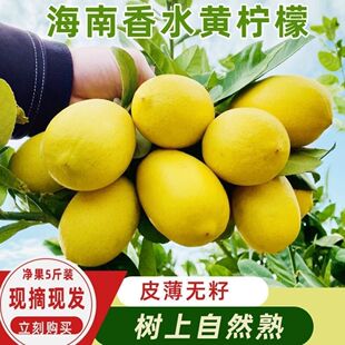 【新鲜黄柠檬无籽】海南无籽香水柠檬黄柠檬无籽薄皮奶茶店商用