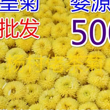 2024新菊花茶500g/250g特徽州皇菊散装黄山贡菊婺源皇菊大黄菊花