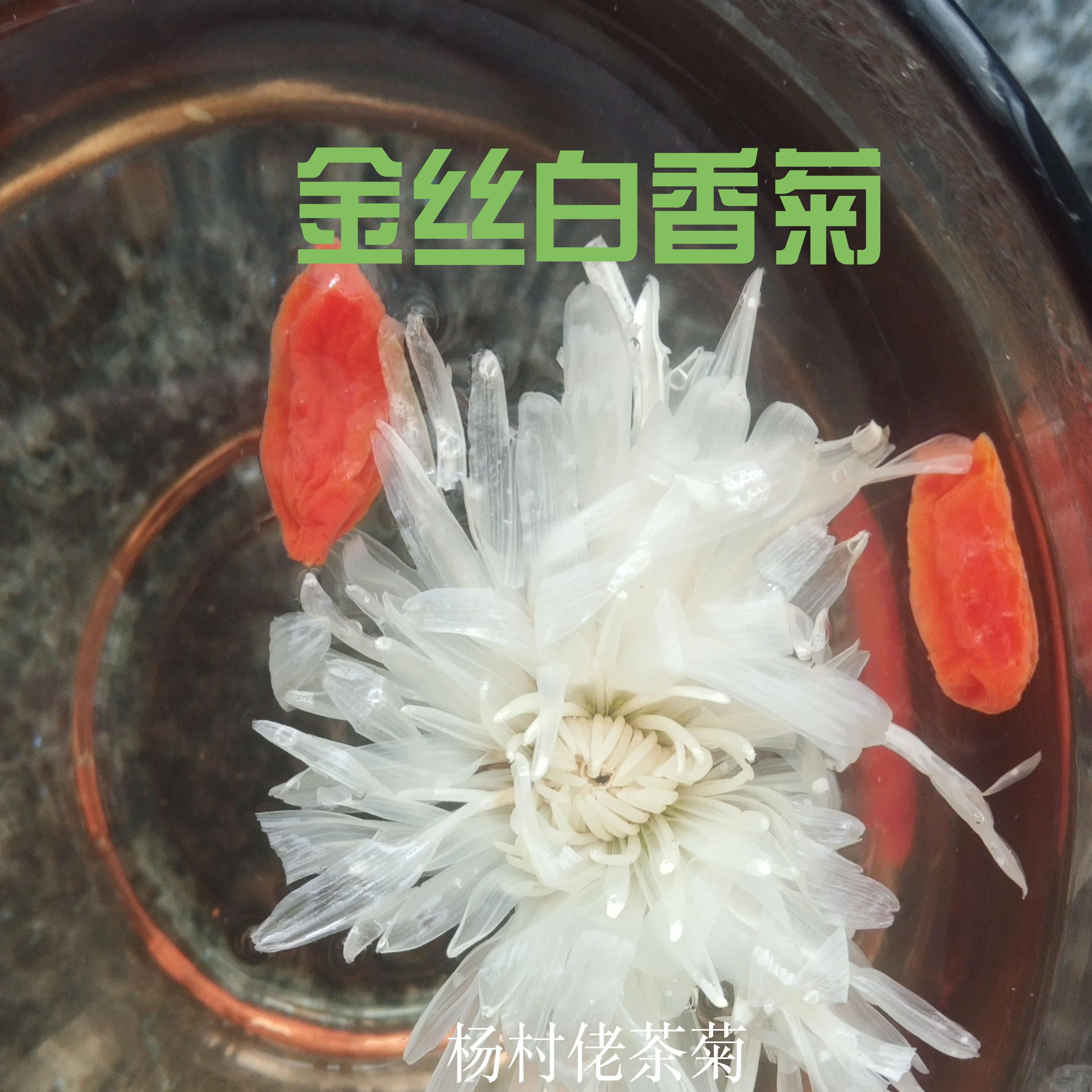 金丝白香菊皇菊大朵白菊花香菊王去火菊花茶一朵一杯满20朵包邮
