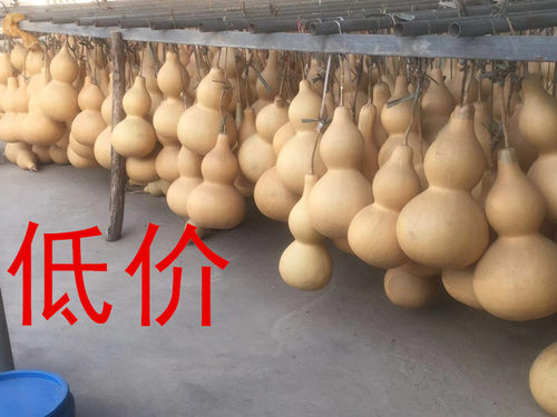 大量便宜瑕疵大葫芦练习雕刻绘画