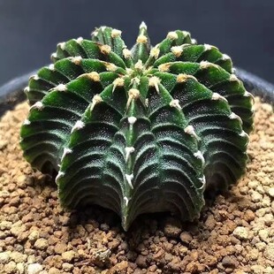 泰系实生肋骨牡丹进口品种仙人球多肉植物防辐射稀有盆栽绿植花卉