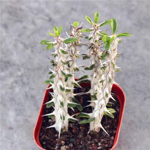 亚龙木 地狱魔针马达加斯龙树科仙人掌仙人柱绿植多肉植物盆栽