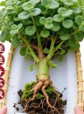 碰碰香一抹香香味盆栽浓香型绿植可用客厅阳台驱蚊驱虫多肉植物