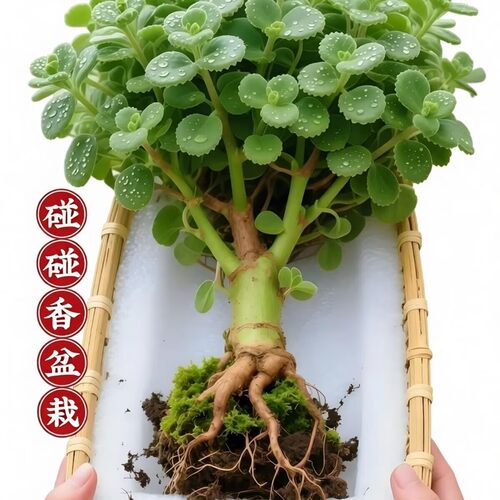 碰碰香一抹香香味盆栽浓香型绿植可用客厅阳台驱蚊驱虫多肉植物