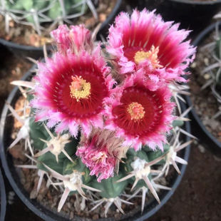 凌波仙人球室内肉肉盆栽仙人掌类多肉植物硬刺开花粉色好养