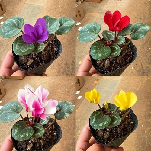 仙客来盆栽开花绿植花卉花苗大花重瓣室内好养观花植物