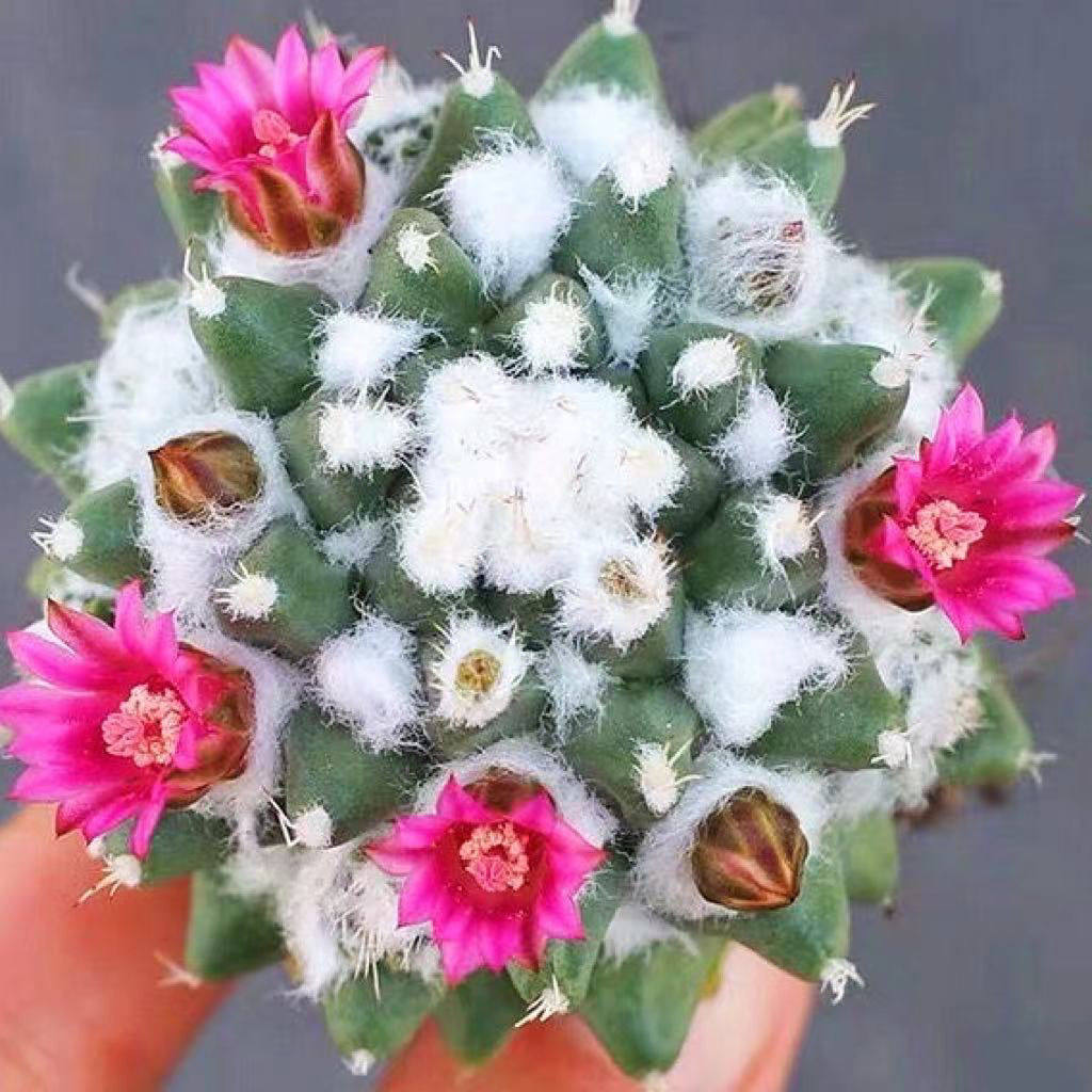 雪糕仙人球实生稀有品种花卉好养活仙人掌类开花白毛多肉植物盆栽