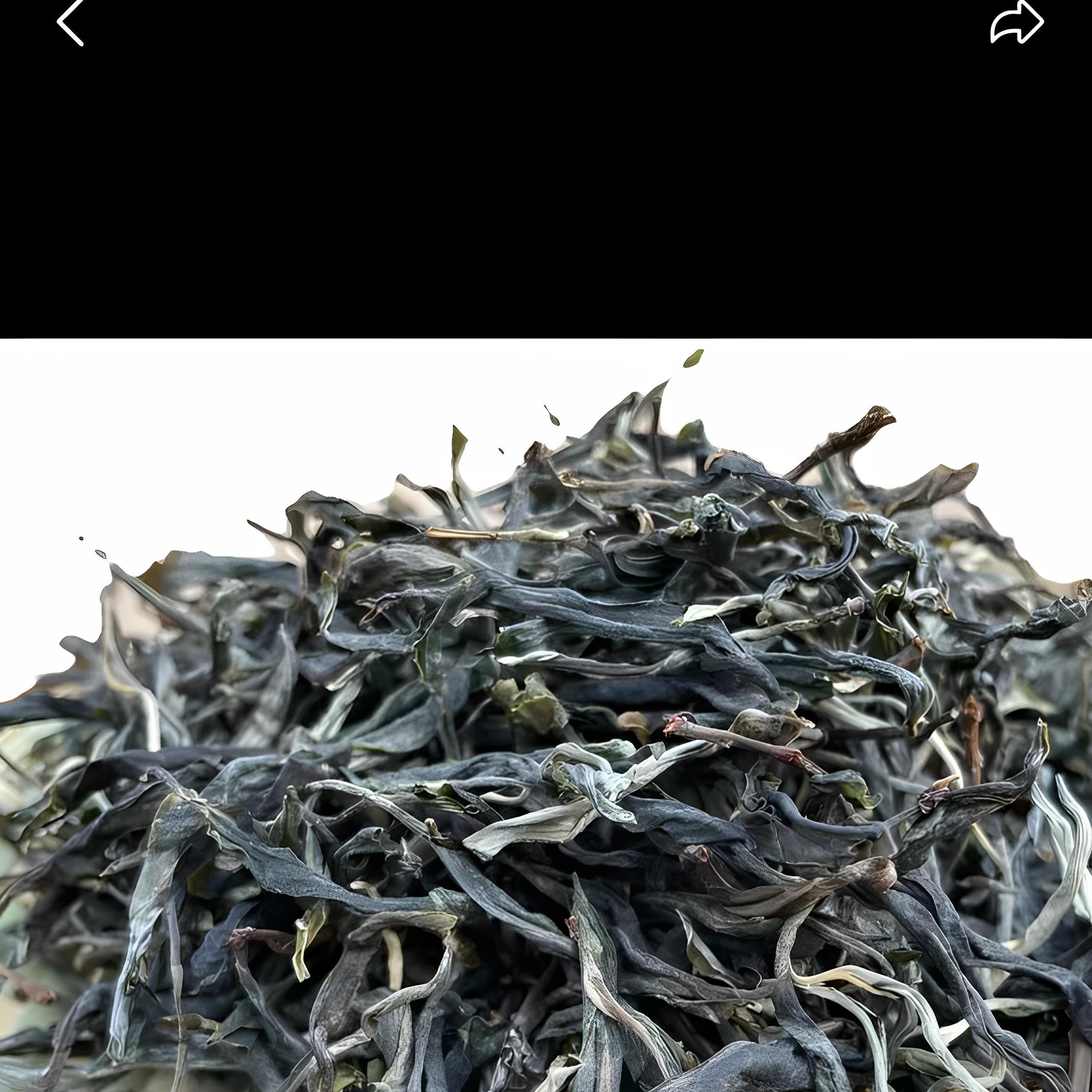 云南茶叶普洱茶生茶散茶2024大叶种茶昔归生茶500克超值大份量