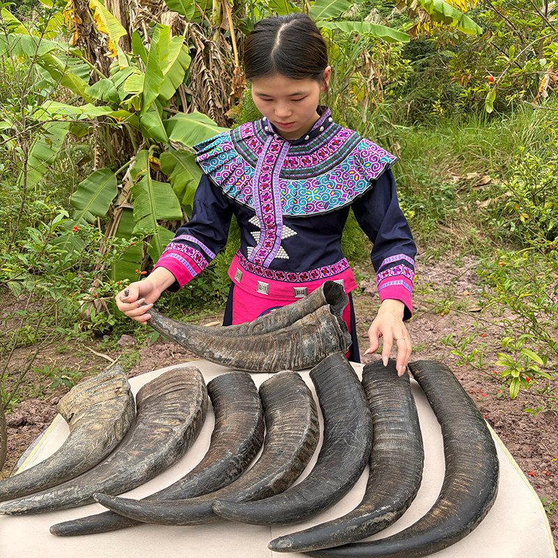 水牛角整个 中药材农村水牛角干货 原料天然摆件牛角号角