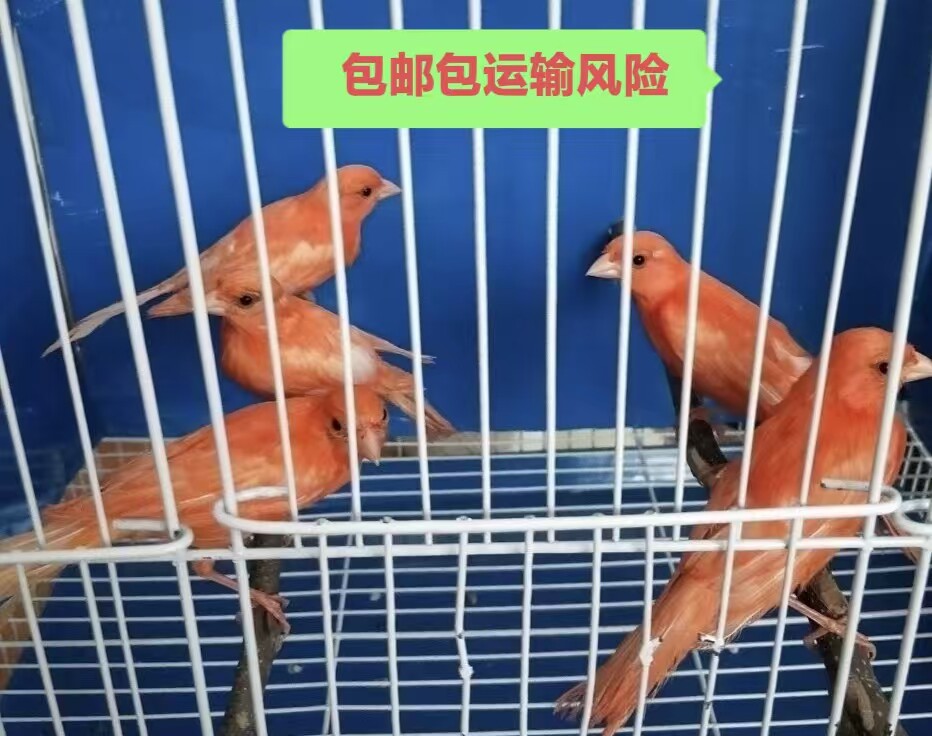 玉鸟活体山东黄扬州黄辣椒红桂皮鸟