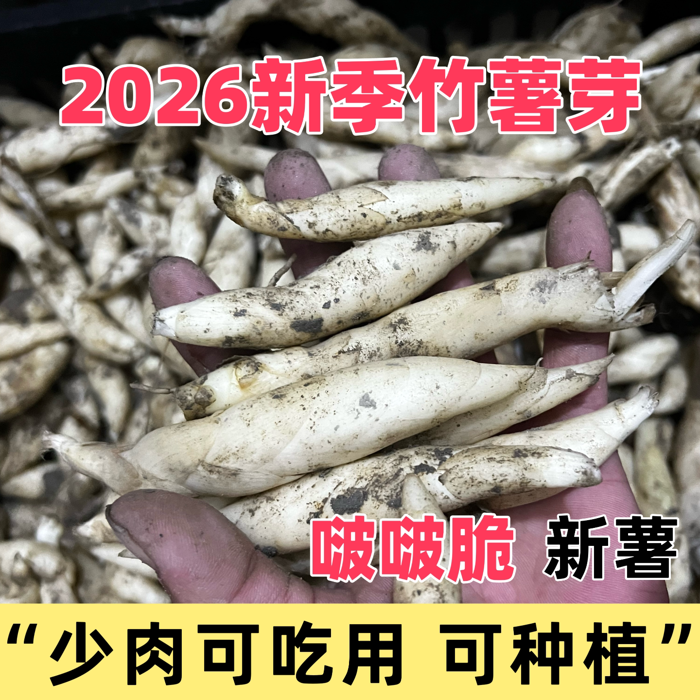 农家现挖新鲜竹薯芽口感啵啵脆 本地原生态产地直供优质薯芽生鲜