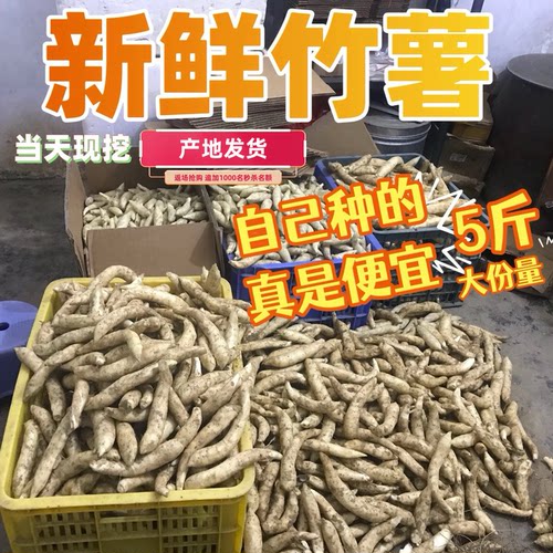 （大份量5斤）无渣竹薯批发新鲜