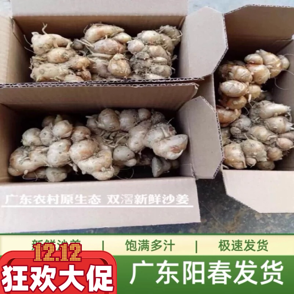 现挖鲜沙姜正宗广东沙姜新鲜包邮茂名山奈种子生砂姜白切椰子鸡料