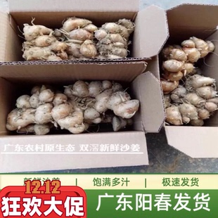 现挖鲜沙姜正宗广东沙姜新鲜包邮茂名山奈种子生砂姜白切椰子鸡料
