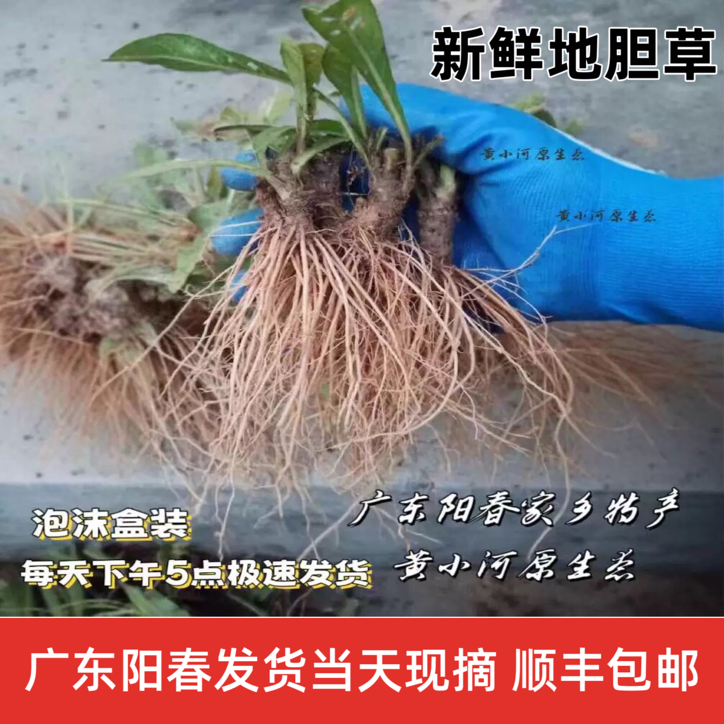 广东新鲜地胆草地胆头 正宗农村矮脚苦地胆 理肺散煲汤山药材包邮