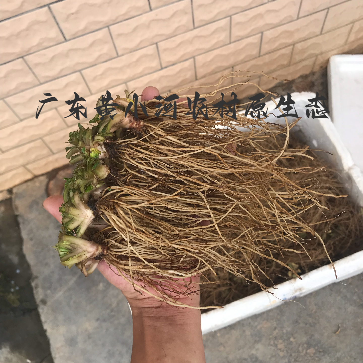 新鲜地胆头 地胆草 苦地胆 理肺散 广东野菜炖汤料靓汤料新鲜药材