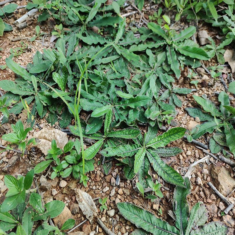 广东地胆草新鲜地胆头全颗 农村山货煲汤药材 苦地胆 理肺散 包邮