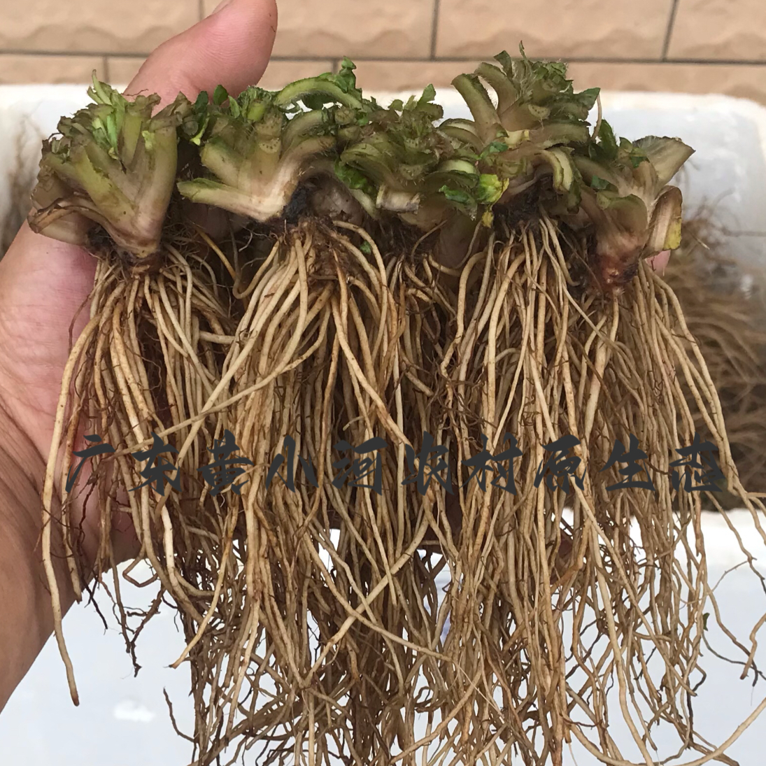 广东现挖新鲜地胆头地胆草 苦地胆理肺散 新鲜药材天然煲鸭汤料