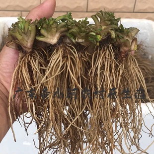 广东现挖新鲜地胆头地胆草 新鲜药材天然煲鸭汤料 苦地胆理肺散