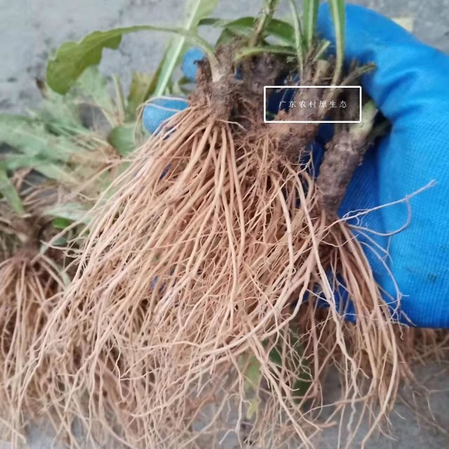 广东新鲜地胆头矮脚地胆草 苦地胆山药材 煲汤材料现挖生货包邮