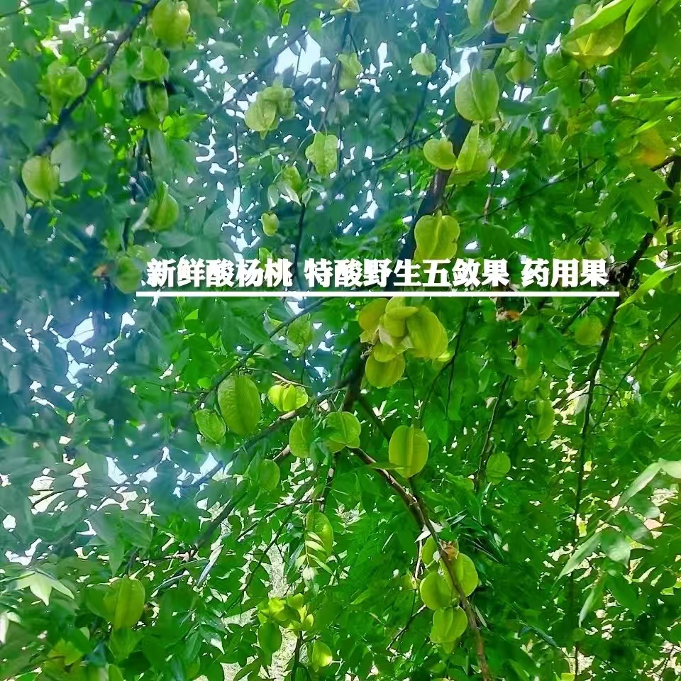 广东酸杨桃正宗特酸伍敛现摘青果