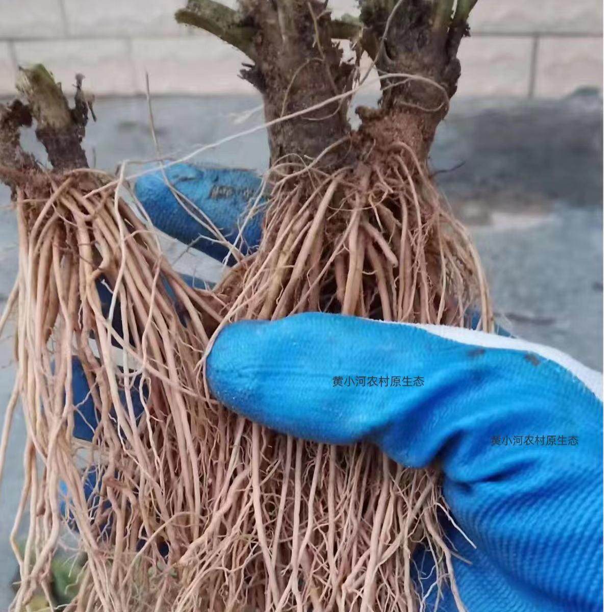广东新鲜矮脚地胆头地胆草 紫花铺地娘 苦地胆 理肺散 煲汤山药材