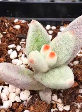 福兔耳6厘米盆【全店满15元发货】