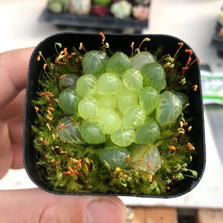 琥珀玉露6厘米盆【满15发货】多肉植物