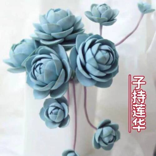 子持年华2-3厘米群生