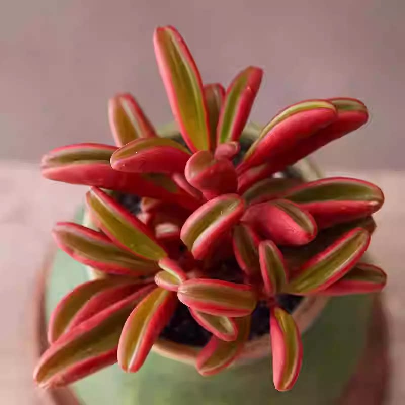红背椒草多肉大颗多头老桩绿植稀多肉植物