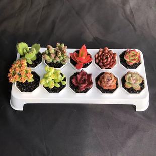 桌面塑料多肉花盆圆形迷你万象盆小号控根托架育苗盆【满15包邮】