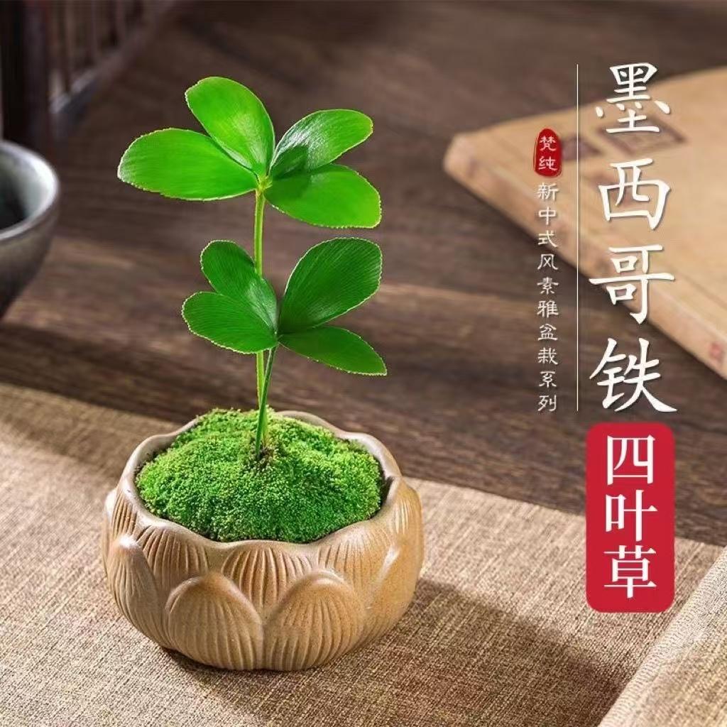幸运四叶草盆栽墨西哥铁树禅意室内办公室桌面创意摆件净化空气