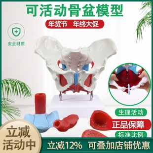 可活动女性骨盆模型及盆底肌模型子宫盆骨分娩助产教学人体模型