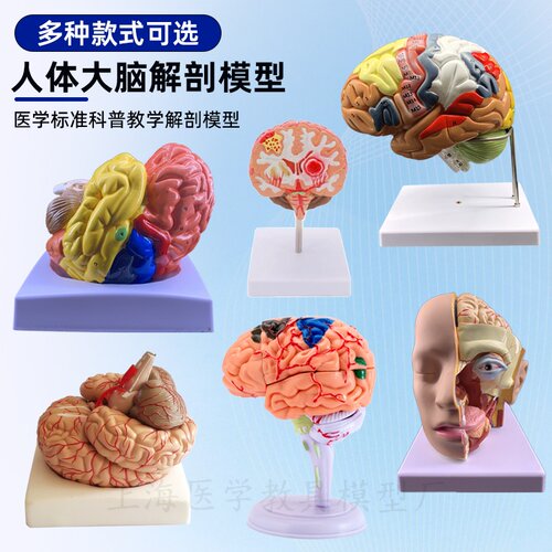 包邮自然脑动脉神经解剖模型