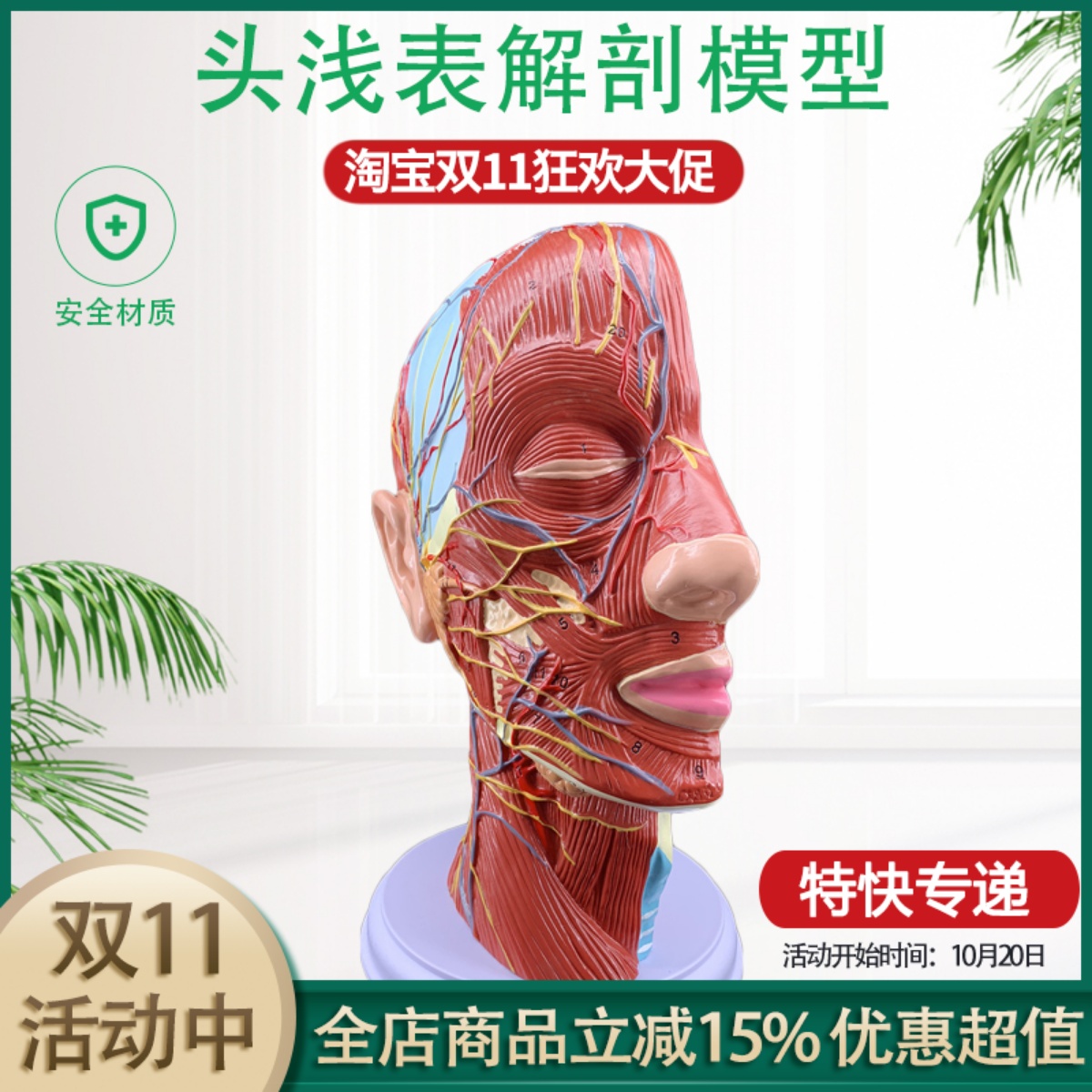 头骨肌肉神经血管美容面部模型