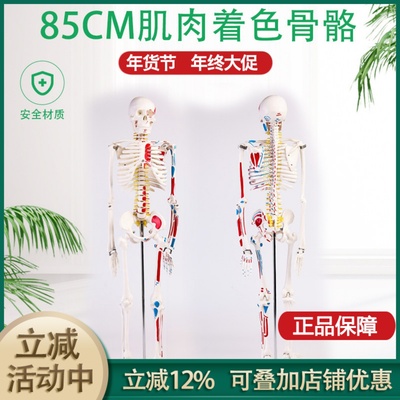 85CM人体骨骼带神经带椎间盘模型 骨架附肌肉起止点着色模型 神经