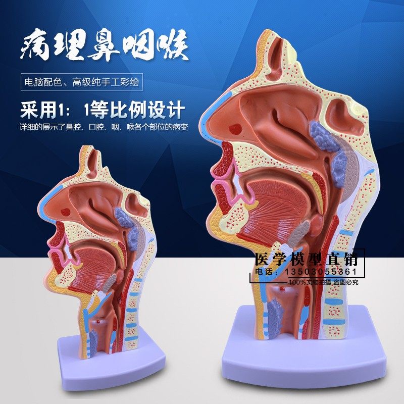 鼻腔解剖呼吸道喉咙血管神经模型