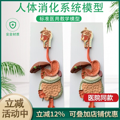 人体消化系统咽喉肠胃医院器官