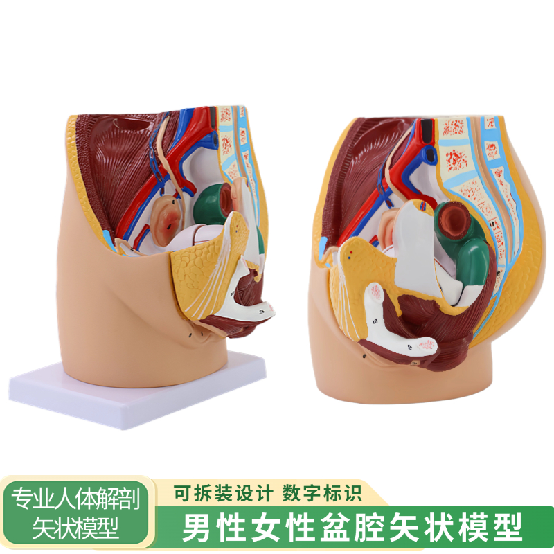 专业男女矢状解剖模型做工细致