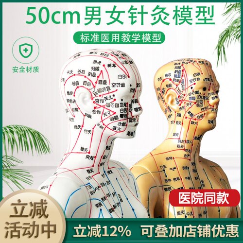 超清经络通刻字中医男女人体模型