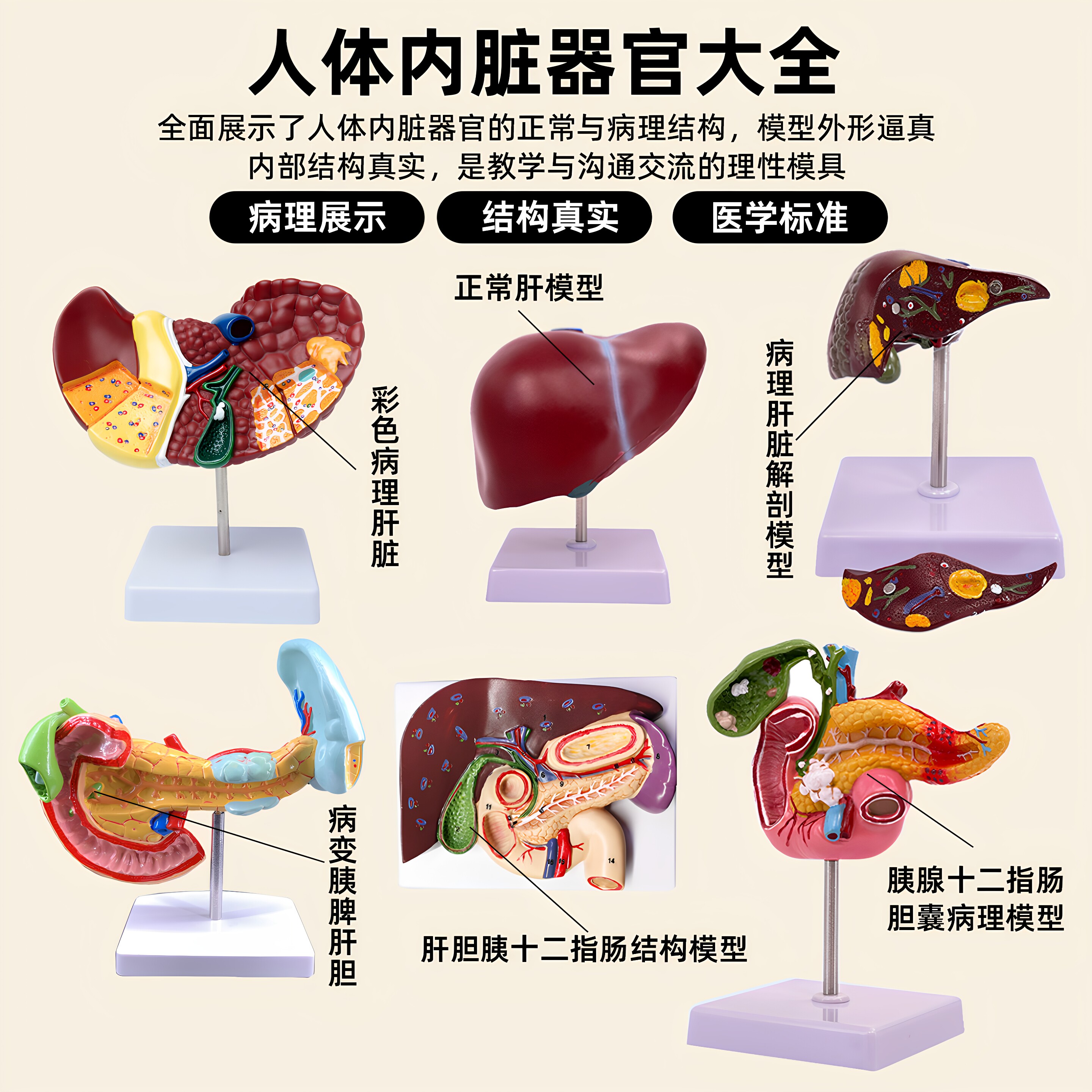 教学仿真肝胆胰十二指肠结构模型消化科医学肝脏胰腺胆囊肝胆模型