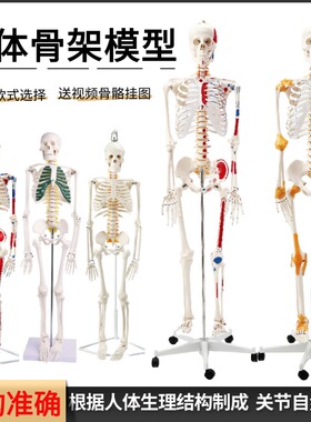 人体骨骼模型45 85CM骨架模型 人体脊柱脊椎模型医院用骨骼骷髅