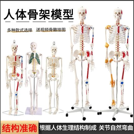 人体骨骼模型45 85CM骨架模型 人体脊柱脊椎模型医院用骨骼骷髅