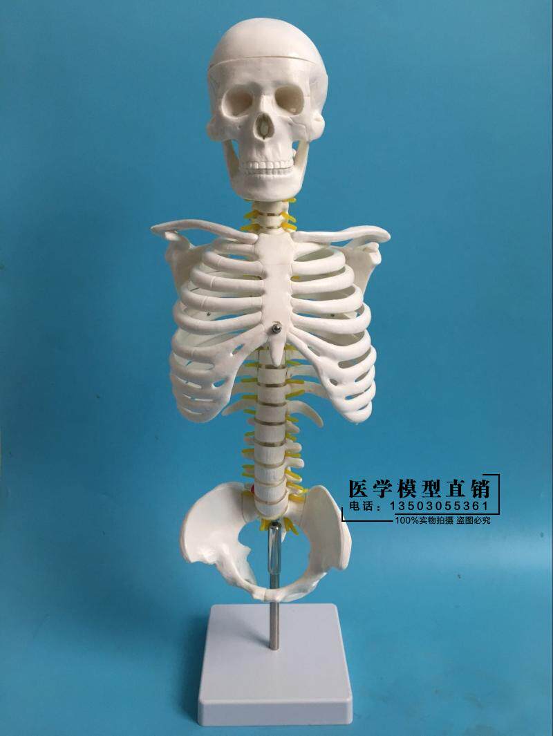 45cm人体脊柱模具脊椎骨颈椎模型胸椎结构腰椎间盘关节骨头骨架